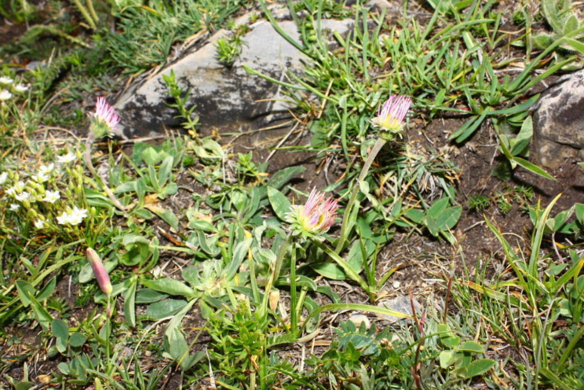 Asteracea da determinare-6 - Aster alpinus